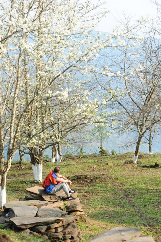 홍타이의 배 숲에서 순수한 흰 배꽃은 사람들의 마음을 사로잡습니다. 사진: 키 람