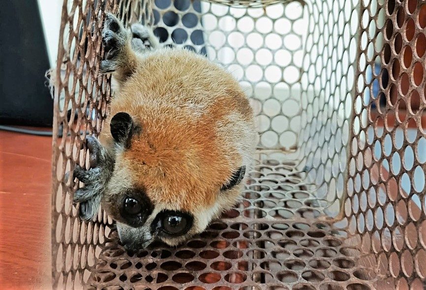 Rare culi individual handed over to functional agencies by people. Photo: Quang Son Commune Police