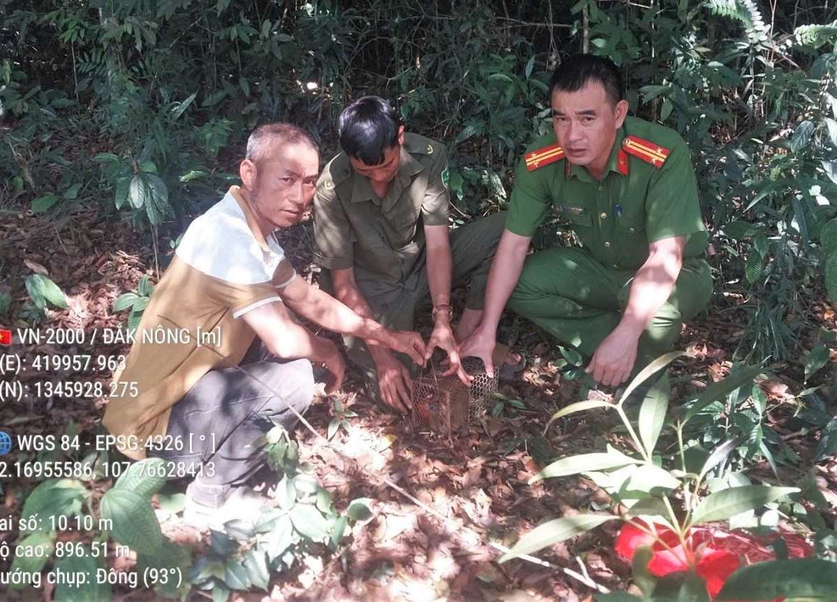 Cơ quan chức năng tái thả cá thể culi quý hiếm về môi trường tự nhiên. Ảnh: Công an xã Quảng Sơn 