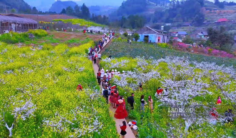 The characteristic beauty of plum and pear blossom seasons blooming white all over the hills. Photo: Thanh Binh