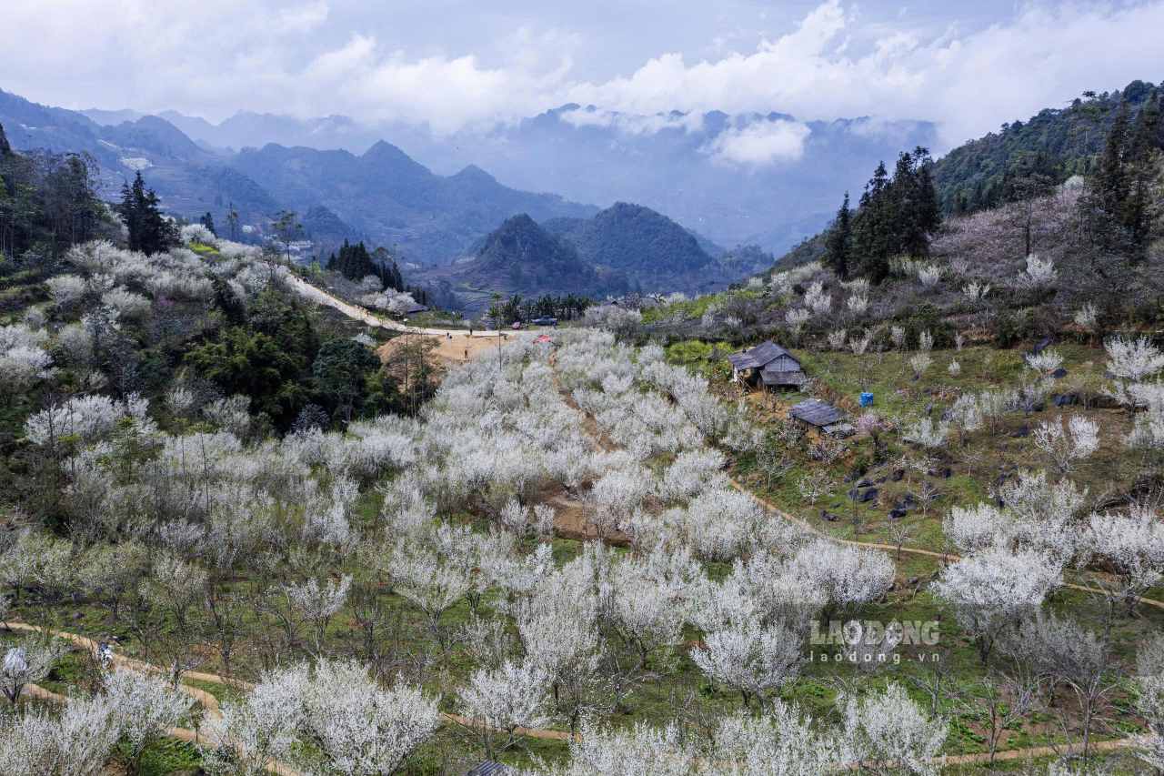 Những vườn mận mênh mông, phủ kín núi rừng Bắc Hà bởi sắc trắng tinh khôi dịp đầu xuân. Ảnh: Dương Toản