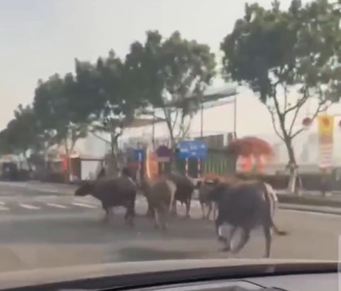 A herd of 8 buffaloes runs on Dragon Bridge and many central streets of Da Nang. Photo: People provided