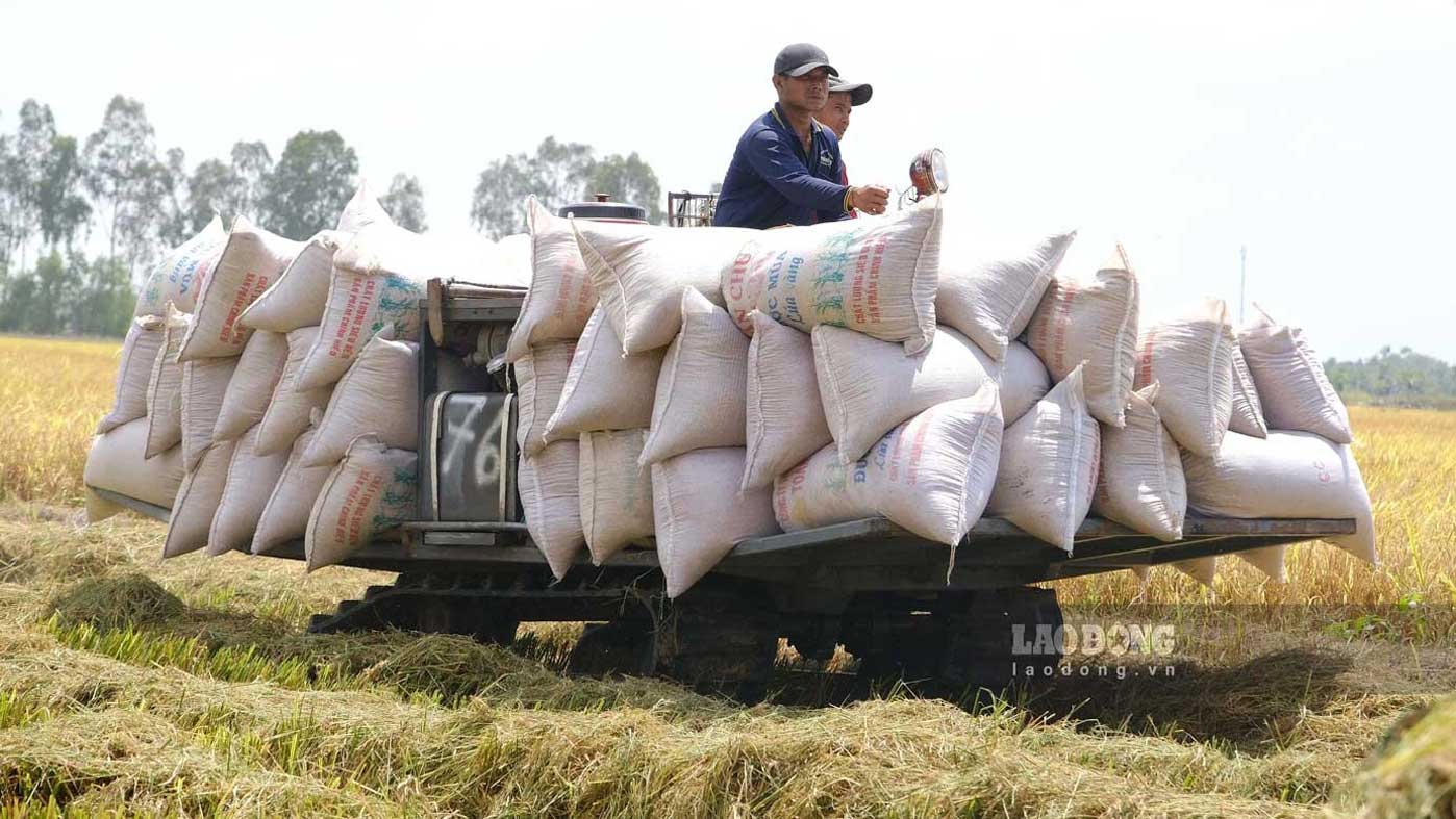 The Ministry of Industry and Trade issued Directive 08/CT-BCT promoting rice production and export in the new situation. Photo: My Ly