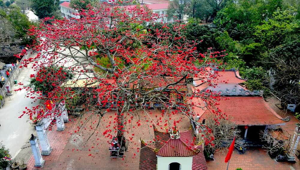 Admire the red color of rice flowers at 2 sacred temples in the coastal city. Photo: Quach Du