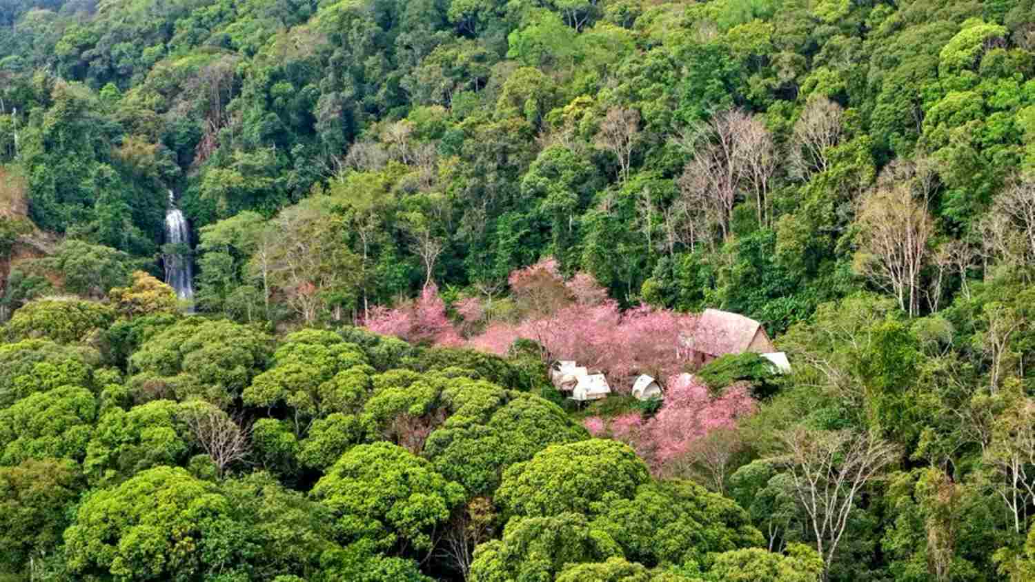 Cây mai anh đào ở Măng Đen. Ảnh: Thanh Tuấn
