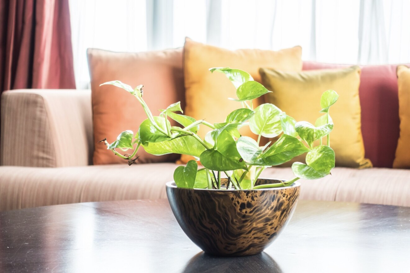 Not only decorative, many types of ornamental plants also help improve the atmosphere. Photo: Thuy Duong