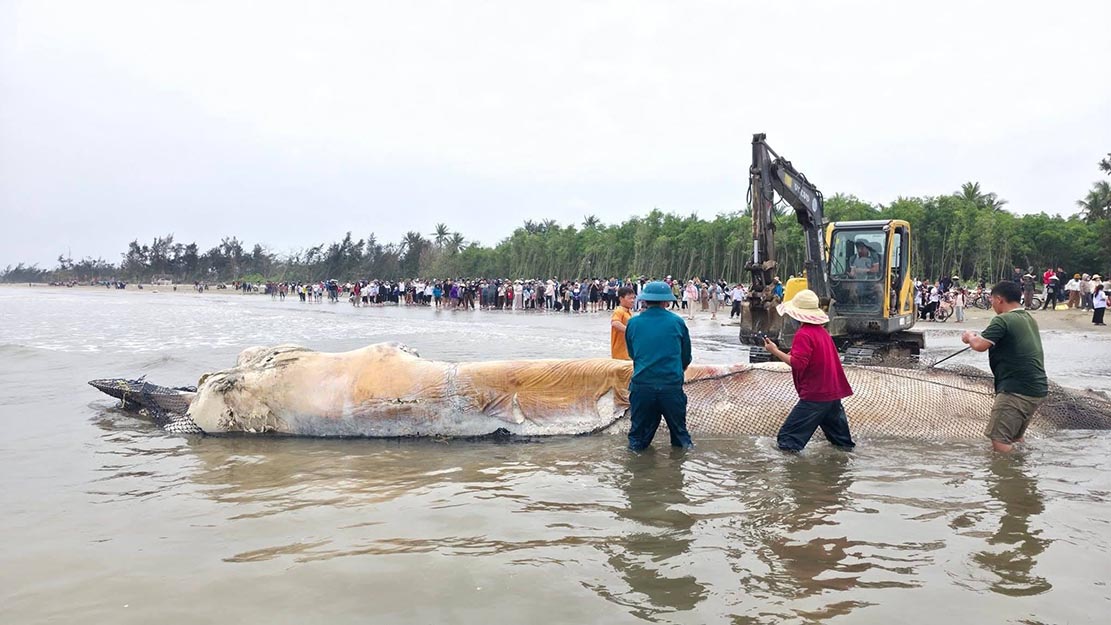 重度の分解状態でゲアン省の海岸に漂着した死んだクジラ。写真:ゴック・アイン