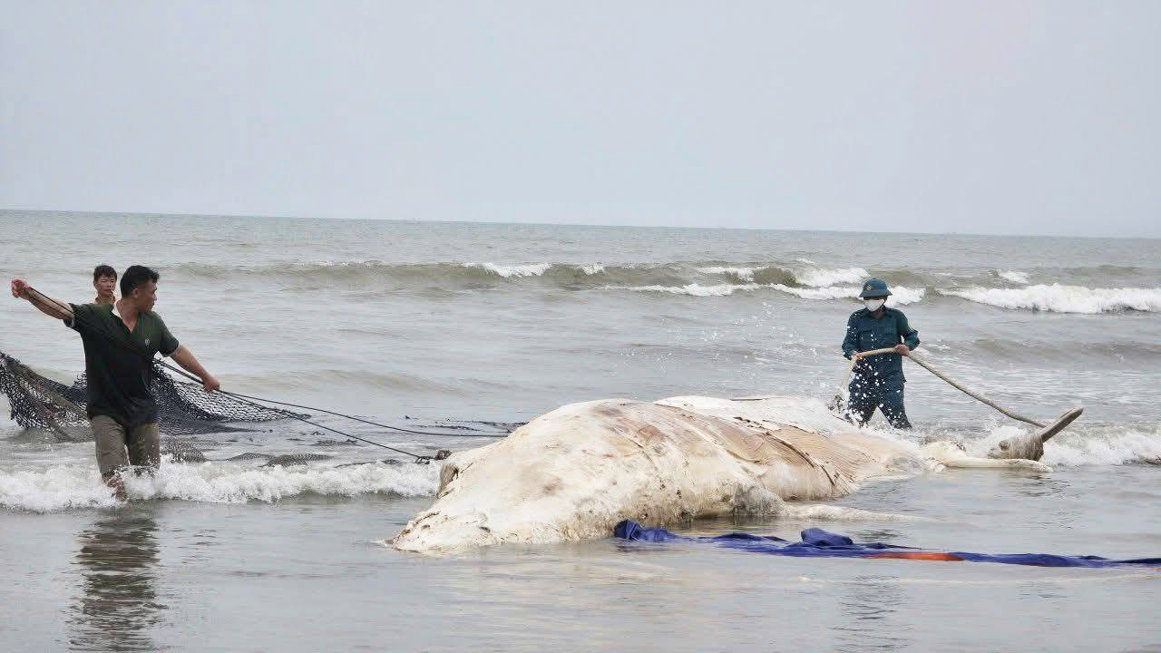 Cơ quan chức năng tiến hành đưa cá voi vào vị trí để chôn cất theo phong tục. Ảnh: Ngọc Anh