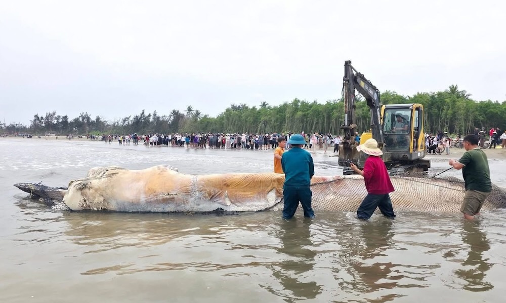 How will the dead giant whale drifting on the coast of Nghe An be handled? Photo: Ngoc Anh