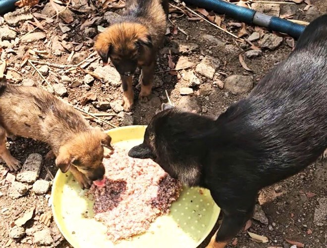 Some people in remote areas of Dak Lak province still do not have the habit of vaccinating their domestically raised dogs. Photo: Bao Trung