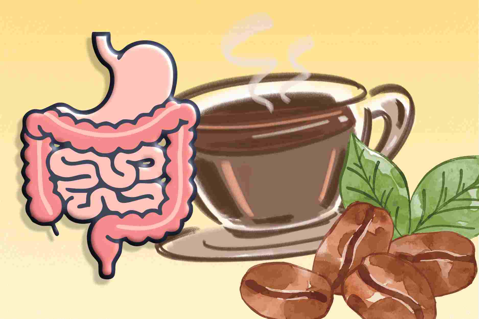 What happens to the digestive system when drinking coffee every day