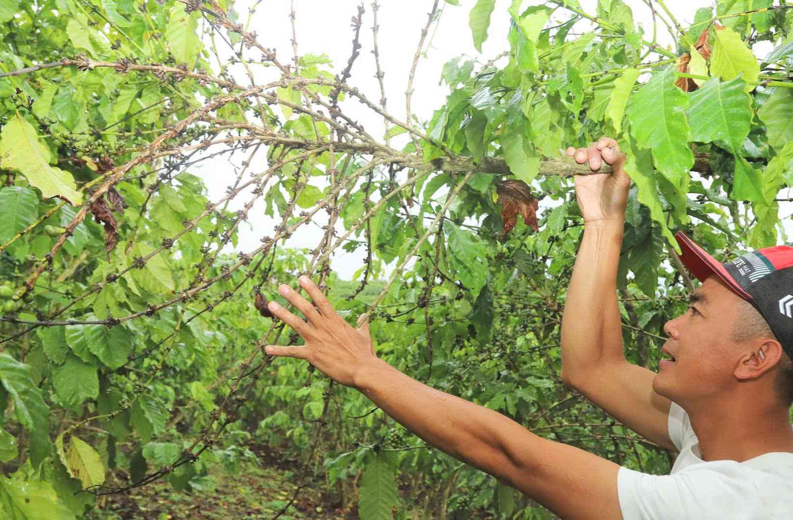 The peak of the dry season increases the risk of pests and diseases on coffee trees. Photo: Phuc Khanh