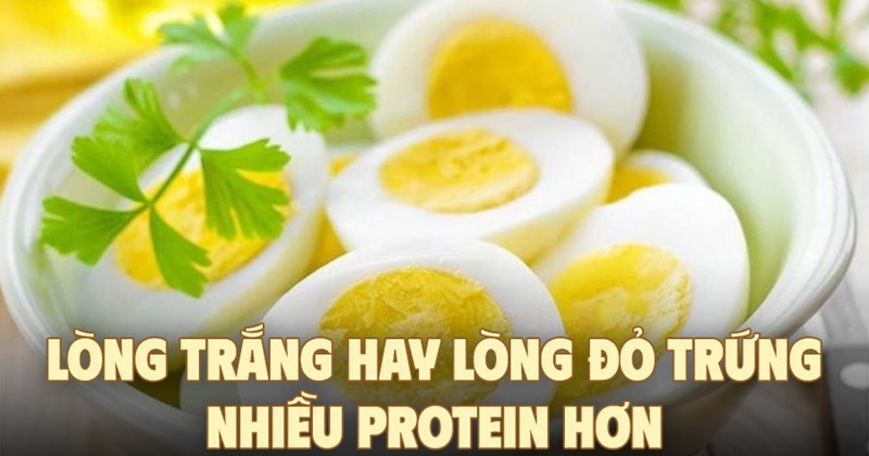 Lòng trắng hay lòng đỏ trứng gà: Phần nào nhiều protein hơn?