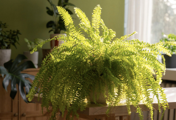 長引く湿った季節は家を息苦しくし、多くの緑の木が湿気を吸収する能力を持っています。写真:トゥイ・ズオン