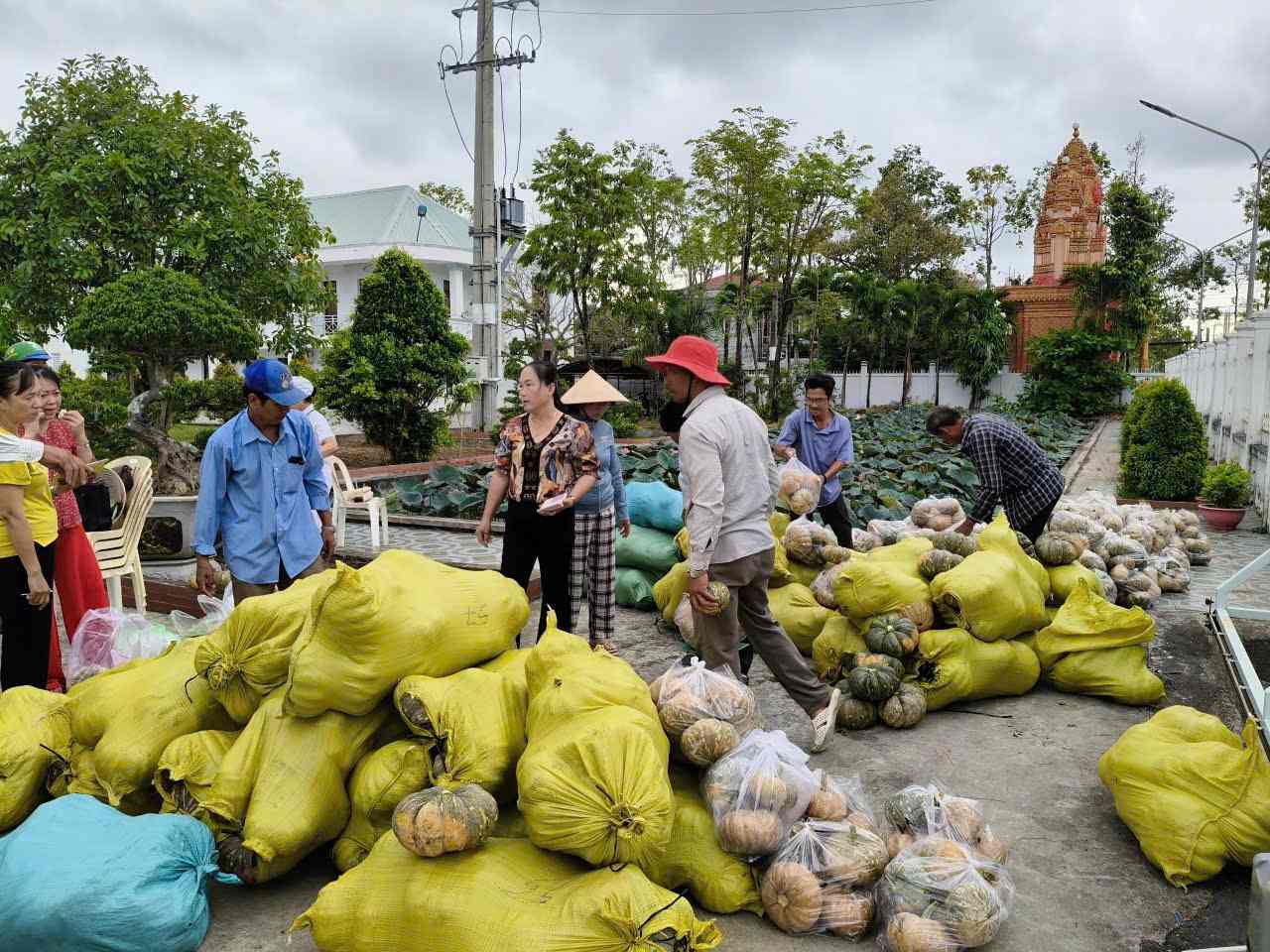 Hội phụ nữ huyện Hoà Bình mua bí đỏ giải cứu dùm nông dân. Ảnh: Nhật Hồ.