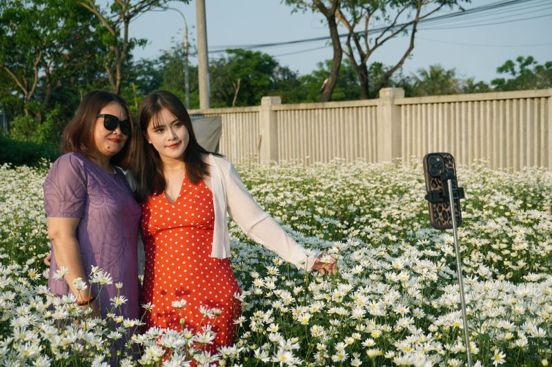 Biological expert successfully grows daisies in the sun and wind of Da Nang. Photo: Tran Thi