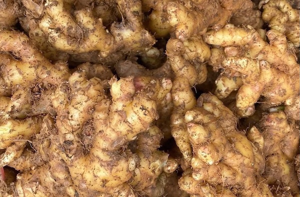 Reducing body fat at home by using ginger requires attention to both dosage and time. Photo: Kieu Vu