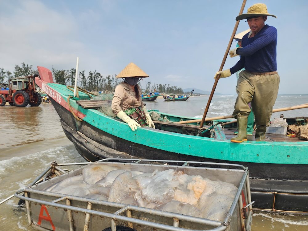 Ha Tinh fishermen have a bumper jellyfish season, earning millions of VND per trip. Photo: Tran Tuan