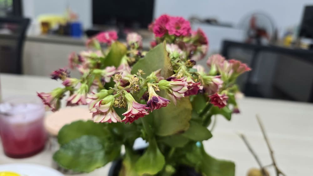 The reason why burnt flowers and leaves are easily withered and difficult to develop is due to lack of water and light. Photo: Tuan Dat