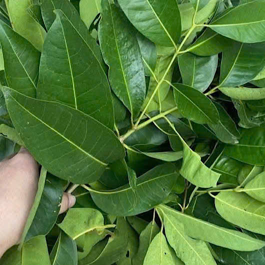 ボイの葉と生姜の組み合わせは、肝臓の解毒をサポートできます。写真:クアン・ミン.