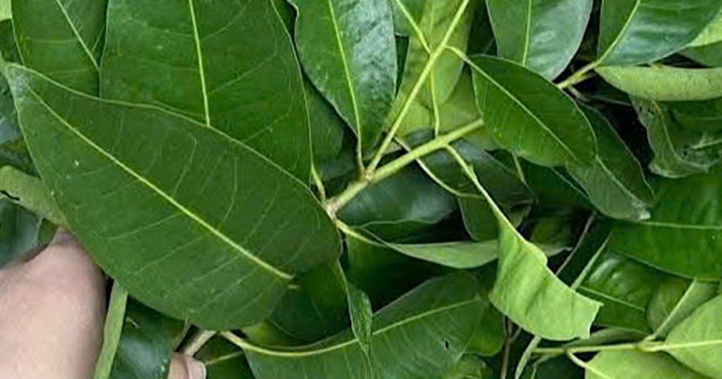 How to detoxify the liver with vối leaves combined with ginger