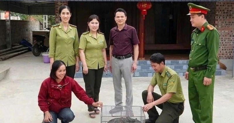 Phát hiện rắn lục trong vườn nhà, người dân báo kiểm lâm