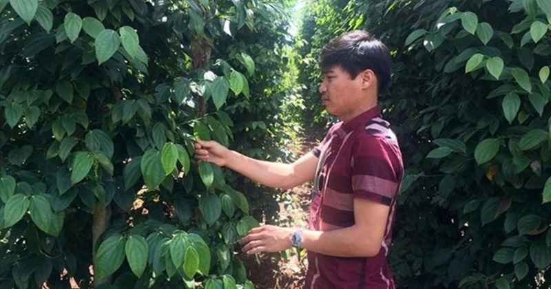 Giá tiêu hôm nay 22/3: Giảm sâu, mất 8.500 đồng/kg