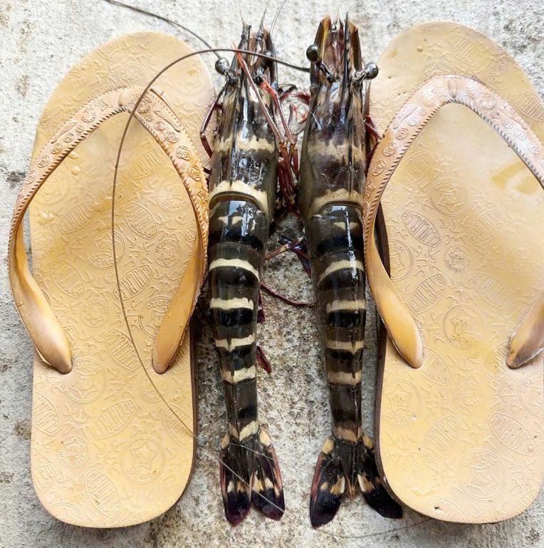The pair of shrimp is placed next to sandals to compare sizes. Photo: Reader provided