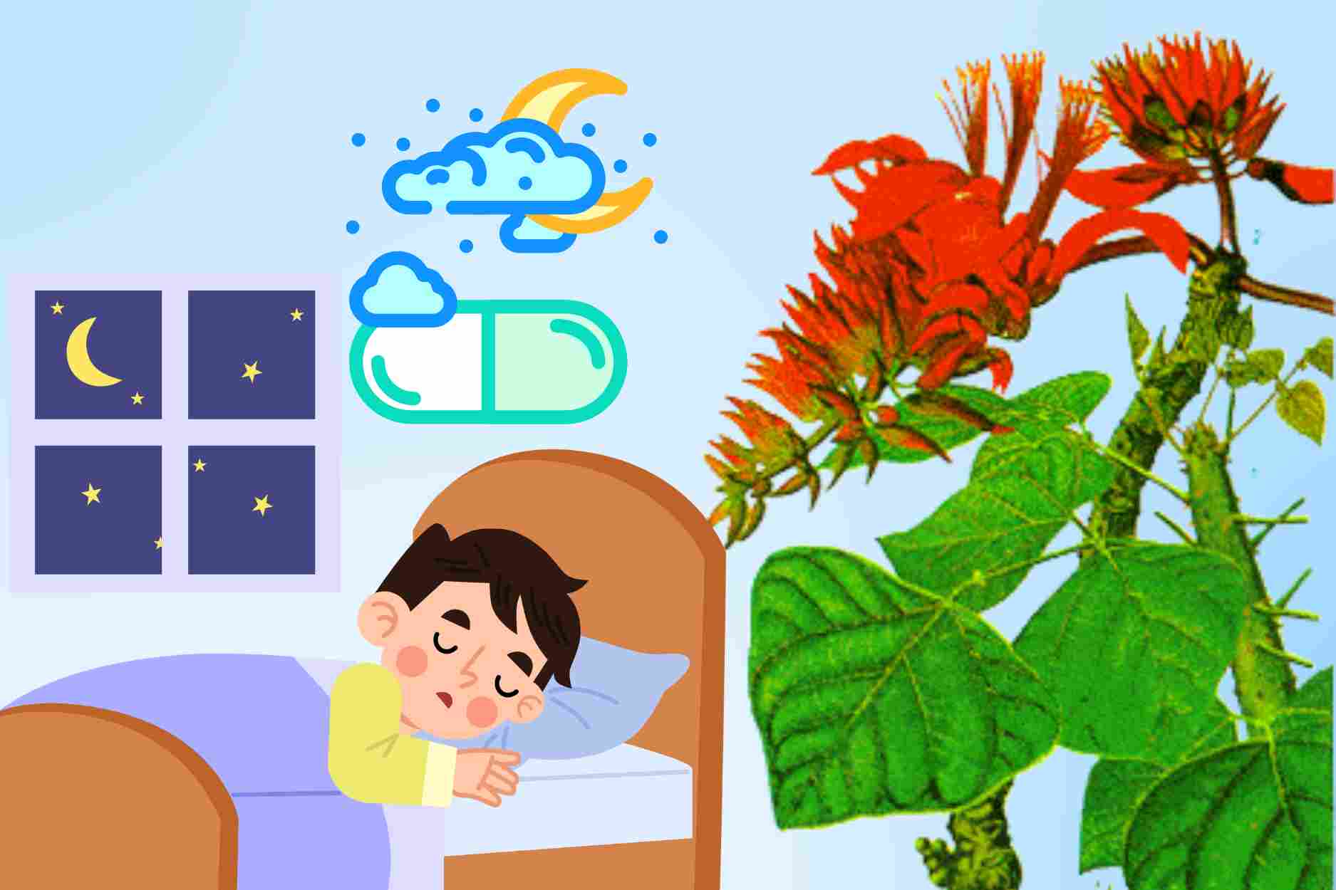 Remedio de hojas de vông para ayudar a mejorar el insomnio, sedación natural