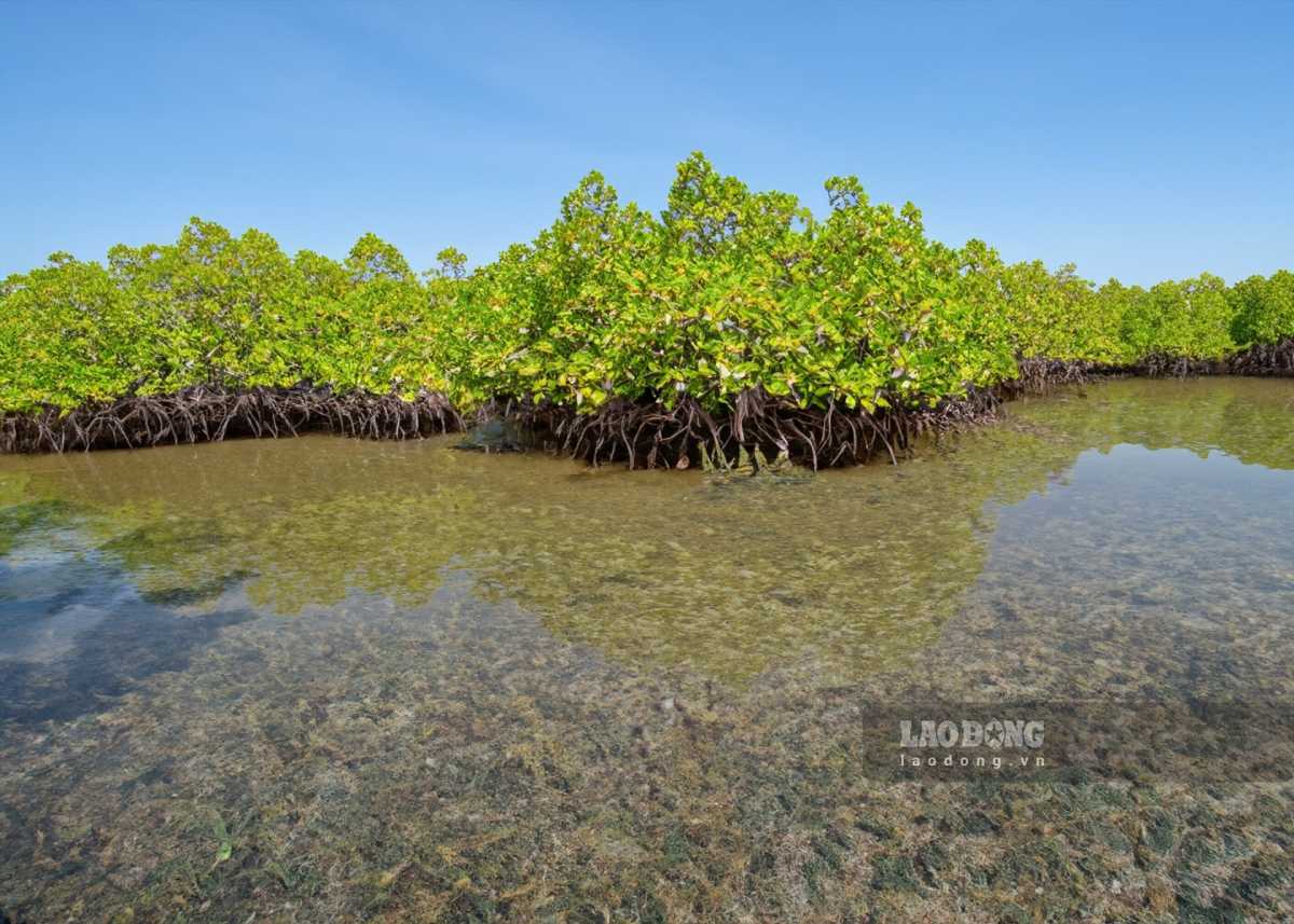 닌빈성 자오민면 쑤언투이 국립공원이 아세안 유산 공원 칭호를 받았습니다. 사진: 르엉하