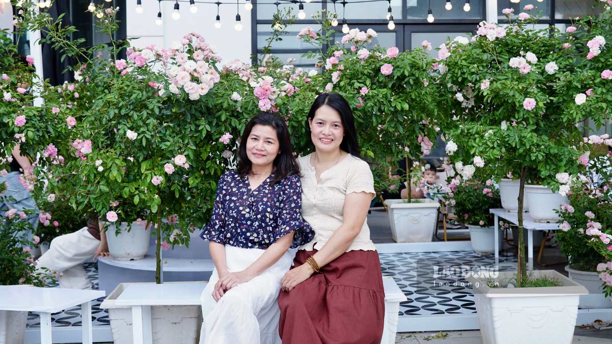 Nhiều gia đình và nhóm bạn tranh thủ dịp cuối tuần để lưu giữ những khoảnh khắc kỷ niệm bên những gốc hồng rực rỡ.