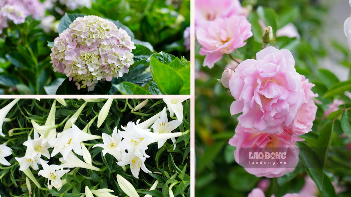 Lễ hội quy tụ nhiều loài hoa đặc trưng như cẩm tú cầu, hoa hồng và hoa loa kèn trắng.