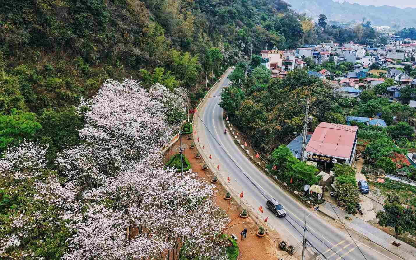 Ngây ngất mùa hoa ban phủ trắng núi rừng Mộc Châu