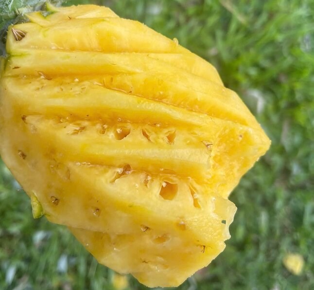 Pineapple combined with cucumber can support increased kidney function. Photo: Kieu Vu.