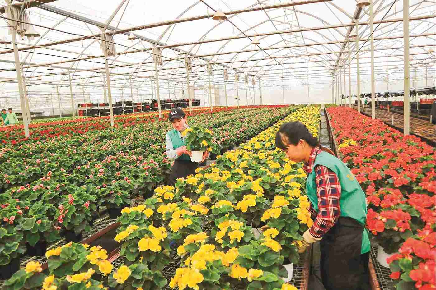 The province's agricultural sector is breaking through, creating momentum for Lam Dong to aim for double-digit growth. Photo: Chinh Thanh
