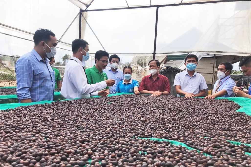 Hiện tại Lâm Đồng là địa phương có diện tích, sản lượng cà phê lớn nhất nước. Ảnh: Phúc Khánh 