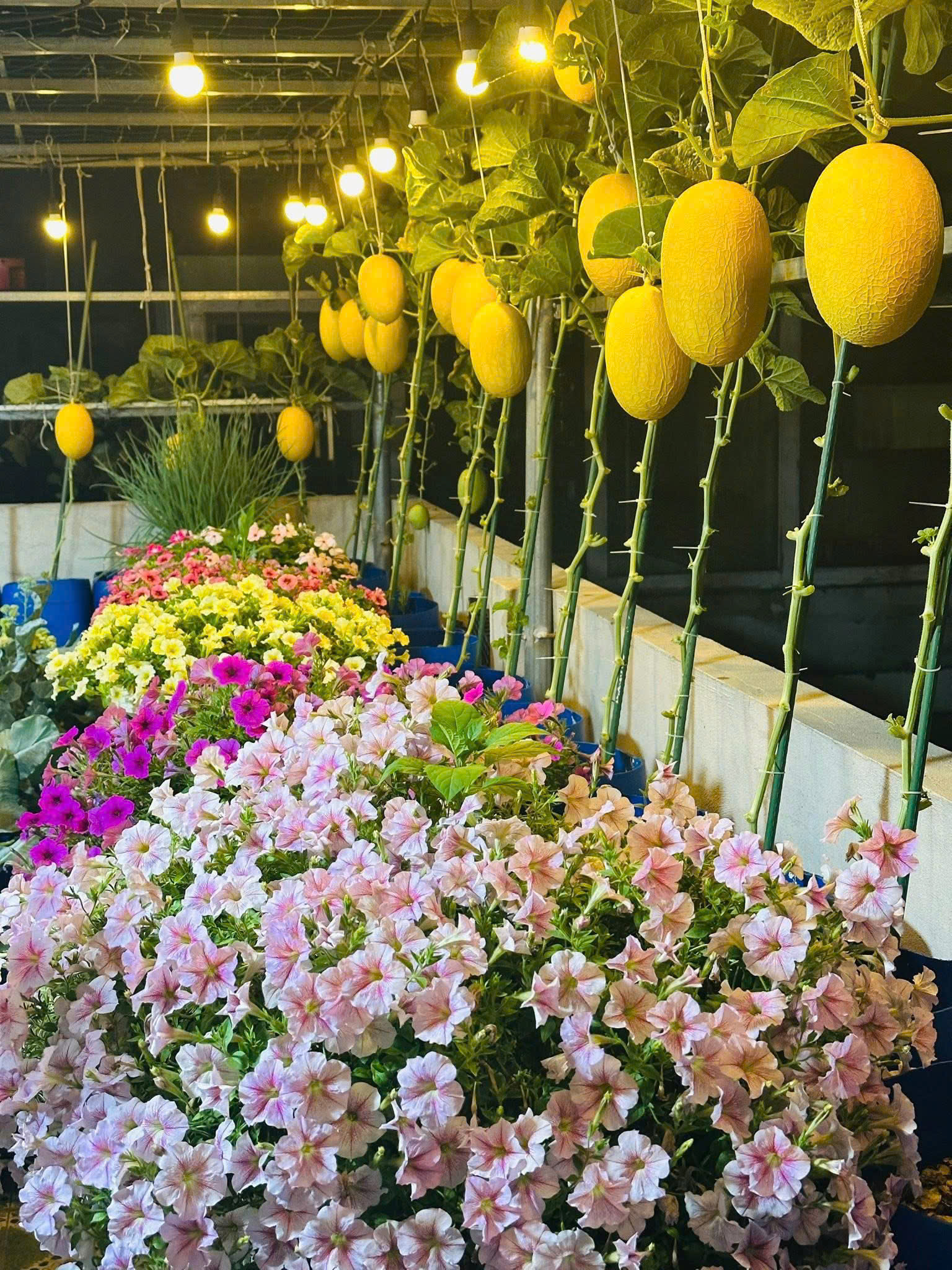 Thành quả sau gần 3 tháng chăm sóc giàn dưa lưới trĩu nặng những quả chín vàng kim căng bóng, chín đều. Ảnh: Nhân vật cung cấp