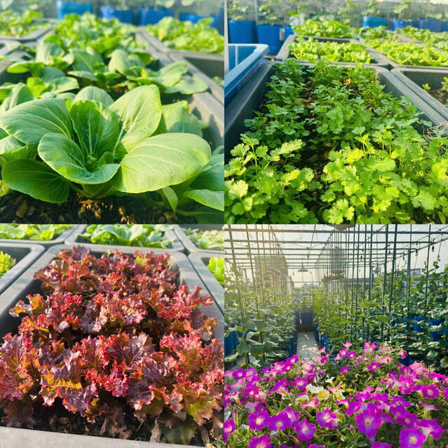 Bên cạnh đó chị cũng trồng đa dạng rau để phục vụ gia đình và hoa giúp thư giãn tinh thần. Ảnh: Nhân vật cung cấp