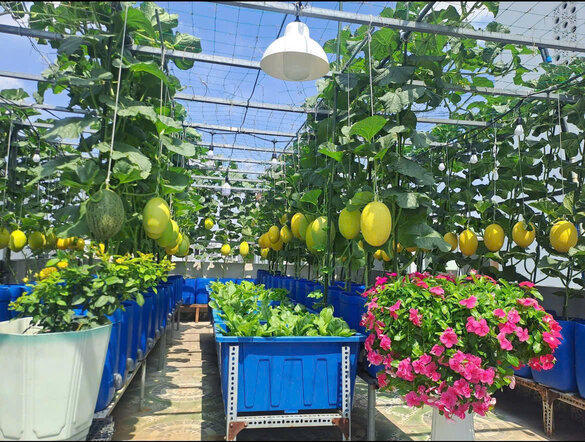 Giàn dưa lưới trên sân thượng phát triển xanh tốt, từng quả lớn đều, chín vàng, cho thấy hiệu quả rõ rệt từ cách chăm sóc đúng kỹ thuật. Ảnh: Nhân vật cung cấp