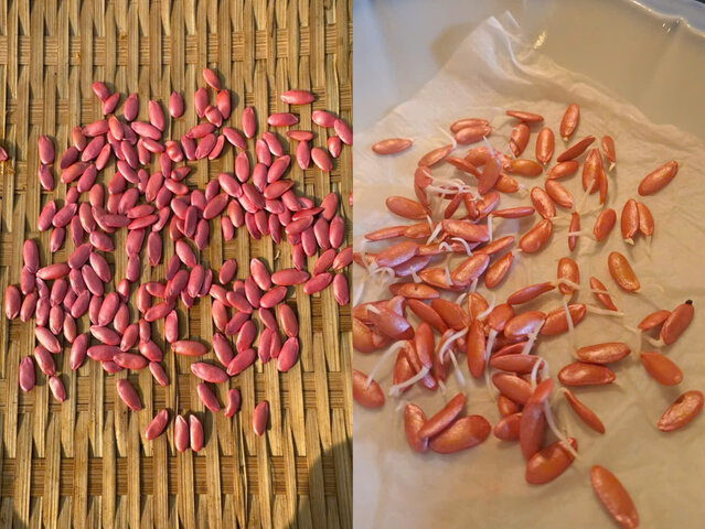 Hạt giống sau khi ủ bắt đầu nứt nanh, nhú mầm trắng – bước khởi đầu quan trọng cho một vụ dưa lưới đạt năng suất. Ảnh: Nhân vật cung cấp