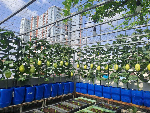 Dưa lưới là giống cây ưa nắng nên có thể hấp thu nhiều ánh sáng khi trồng trên nóc nhà. Ảnh: Nhân vật cung cấp