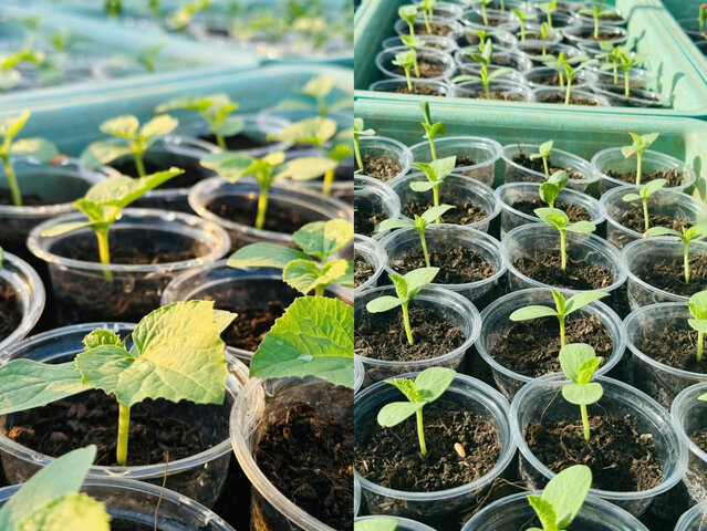 Cây dưa lưới con phát triển xanh khỏe trong ly ươm, sẵn sàng cho giai đoạn sang chậu và chăm sóc tiếp theo. Ảnh: Nhân vật cung cấp