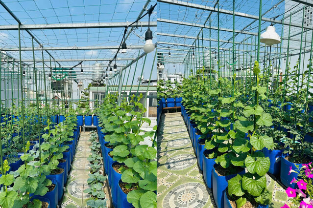 Giàn dưa lưới bước vào giai đoạn sinh trưởng mạnh, thân lá xanh tốt, leo giàn gọn gàng, chuẩn bị cho thời kỳ ra hoa, đậu trái. Ảnh: Nhân vật cung cấp