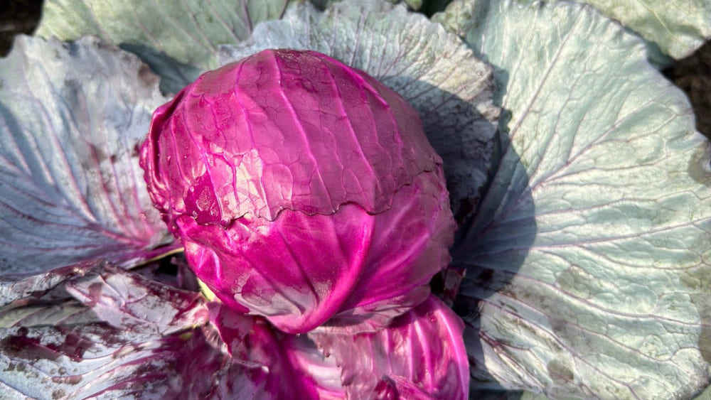 Purple cabbage when eaten regularly helps bring many good benefits to health. Photo: Tuan Dat