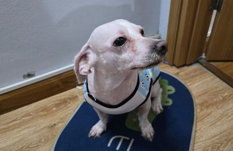 Dogs being trimmed regularly to avoid skin problems is one of the reasons to pay attention to. Photo: Tuan Dat