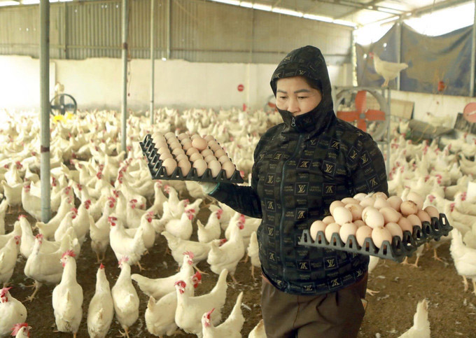 Mobilized capital will be prioritized for investment in key projects such as transportation infrastructure, healthcare, schools, and livelihood support for people in the province. The egg-laying chicken farming model of Ms. Ton Thi Chin, Dao Tru commune, Phu Tho province, brings in an income of more than 250 million VND/year. Photo: VNA