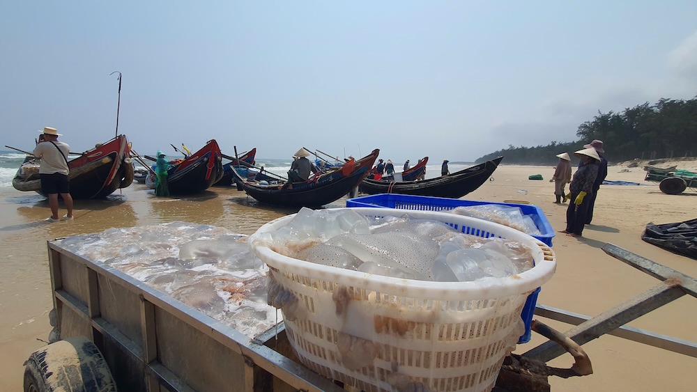 Những chuyến xe đầy ắp sứa giúp người dân có thêm thu nhập, ai ai cũng phấn khởi. Ảnh: Hưng Thơ