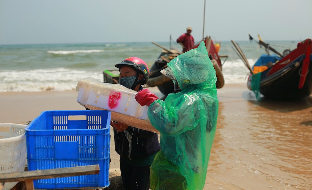 Sứa được đưa lên xe kéo, vận chuyển vào các điểm làm sạch rồi sơ chế. Ảnh: Hưng Thơ