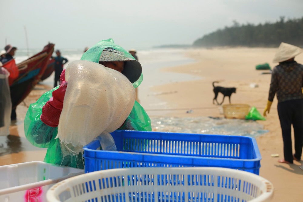 Ambiance de travail animée lorsque la saison des méduses entre dans sa période de pointe. Photo: Hưng Thơ