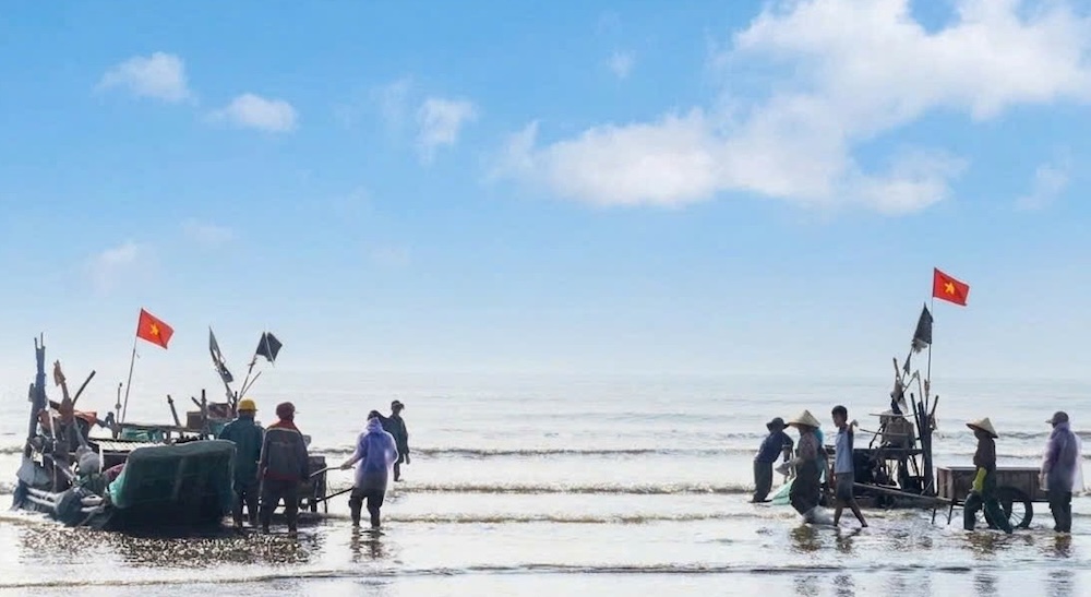 Les méduses de mer de Nghệ An sont en saison, les pêcheurs sont occupés à prendre la mer dès le petit matin. Photo: Ngọc Anh